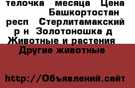 телочка 2 месяца › Цена ­ 18 000 - Башкортостан респ., Стерлитамакский р-н, Золотоношка д. Животные и растения » Другие животные   